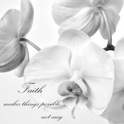 Picture of FAITH ORCHIDS