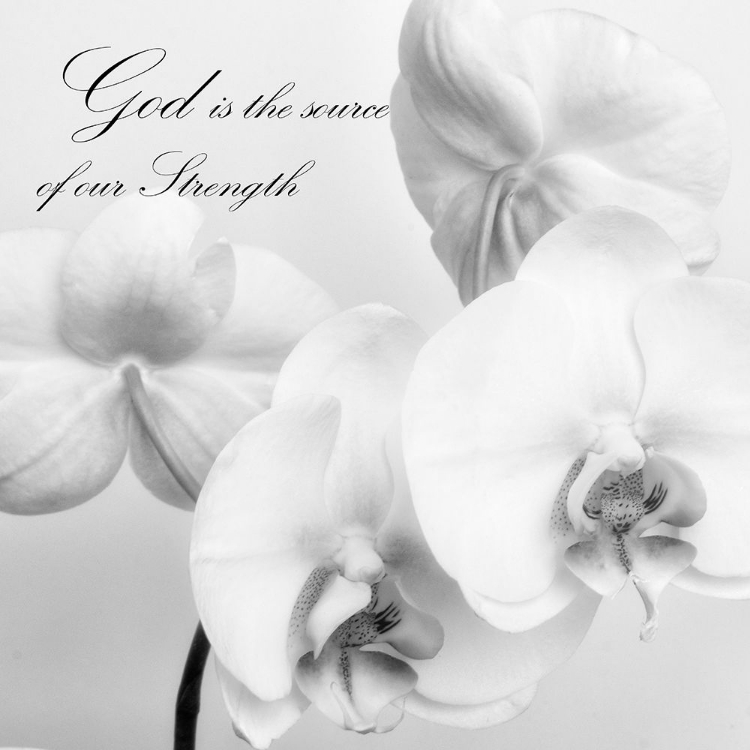 Picture of GOD ORCHIDS