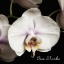 Picture of GIVE THANKS ORCHIDS