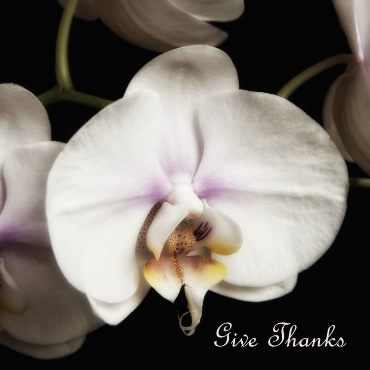 Picture of GIVE THANKS ORCHIDS