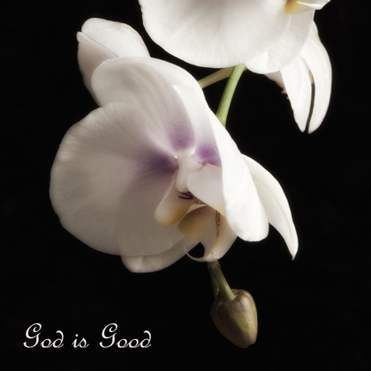 Picture of GOOD ORCHIDS