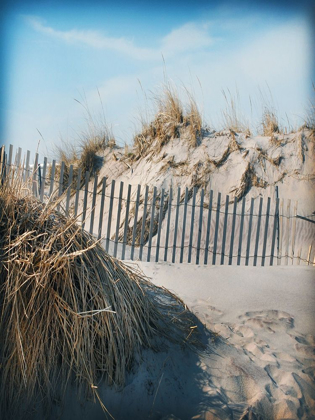 Picture of BEACH GRASS AND FENCE A