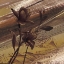 Picture of FLEURS DOR II