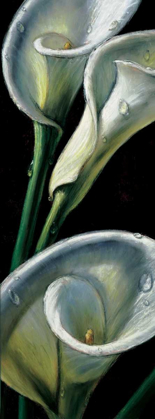 Picture of DEWDROP CALLAS