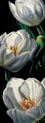 Picture of DEWDROP TULIPS