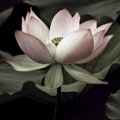 Picture of THE LOTUS I