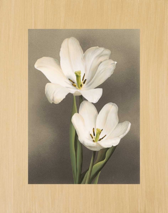 Picture of TULIPANI