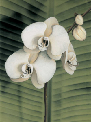 Picture of ORCHID WITH PALM II