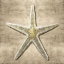 Picture of GOLDEN SEA LIFE I
