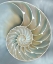 Picture of NAUTILUS IN BLUE II