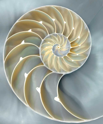 Picture of NAUTILUS IN BLUE I