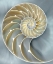 Picture of NAUTILUS IN BLUE I