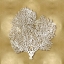 Picture of SEA FAN ON GOLD II