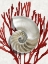 Picture of SHELL CORAL RED II