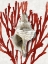 Picture of SHELL CORAL RED III