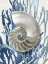 Picture of SHELL CORAL AQUA BLUE II