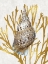 Picture of SHELL CORAL GOLD I