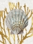 Picture of SHELL CORAL GOLD IV