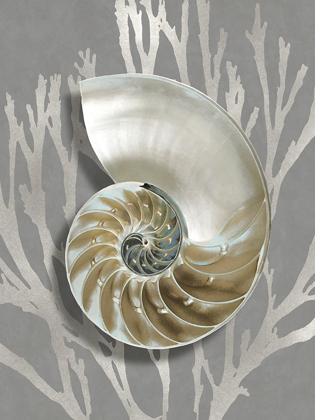 Picture of SHELL CORAL SILVER ON GRAY II