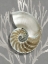 Picture of SHELL CORAL SILVER ON GRAY II