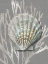 Picture of SHELL CORAL SILVER ON GRAY IV