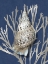 Picture of SHELL CORAL SILVER ON BLUE I