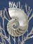 Picture of SHELL CORAL SILVER ON BLUE II