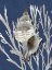 Picture of SHELL CORAL SILVER ON BLUE III