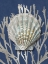 Picture of SHELL CORAL SILVER ON BLUE IV