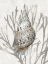 Picture of SHELL CORAL SILVER I