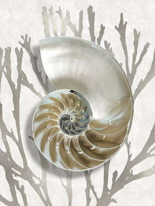 Picture of SHELL CORAL SILVER II