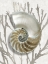Picture of SHELL CORAL SILVER II