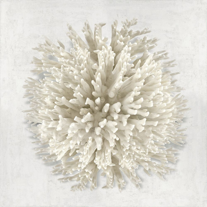 Picture of CORAL I