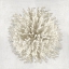 Picture of CORAL I