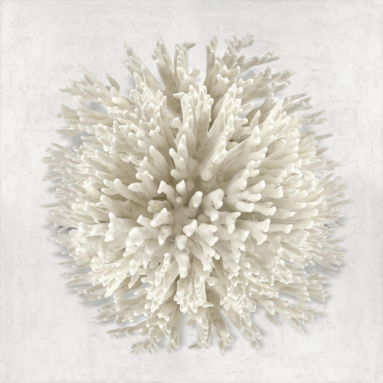 Picture of CORAL I