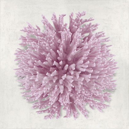 Picture of CORAL BLUSH I