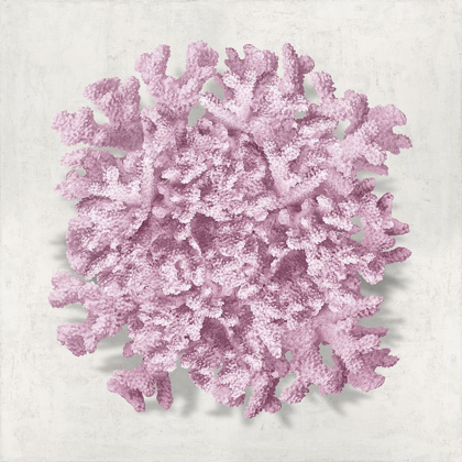 Picture of CORAL BLUSH II