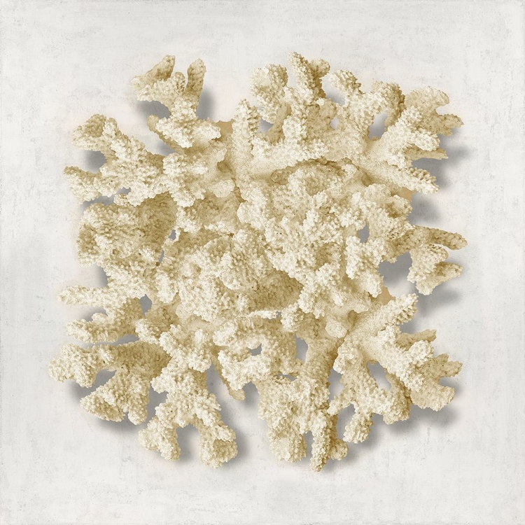 Picture of CORAL CREAM II