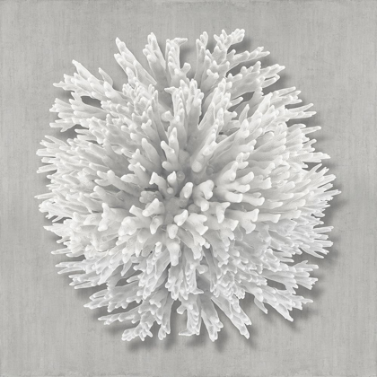 Picture of CORAL ON GRAY I