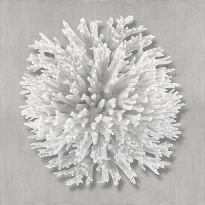 Picture of CORAL ON GRAY I