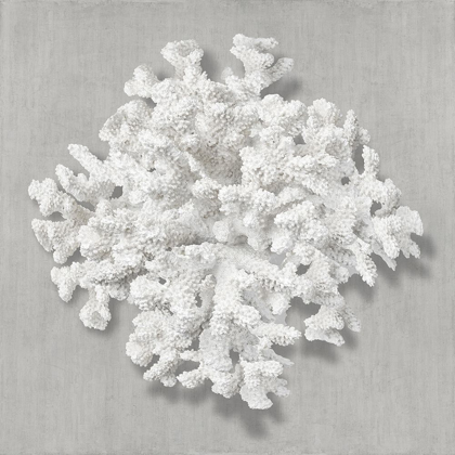 Picture of CORAL ON GRAY II