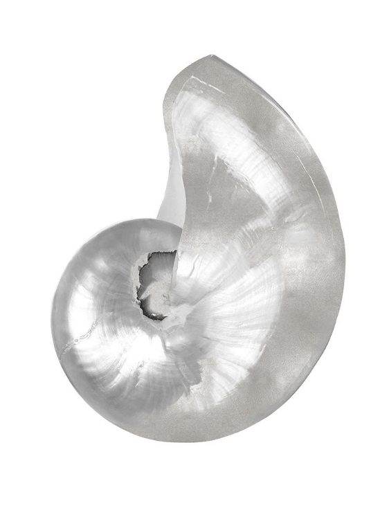 Picture of SILVER PEARL SHELL I