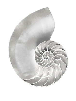 Picture of SILVER PEARL SHELL II