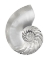Picture of SILVER PEARL SHELL II