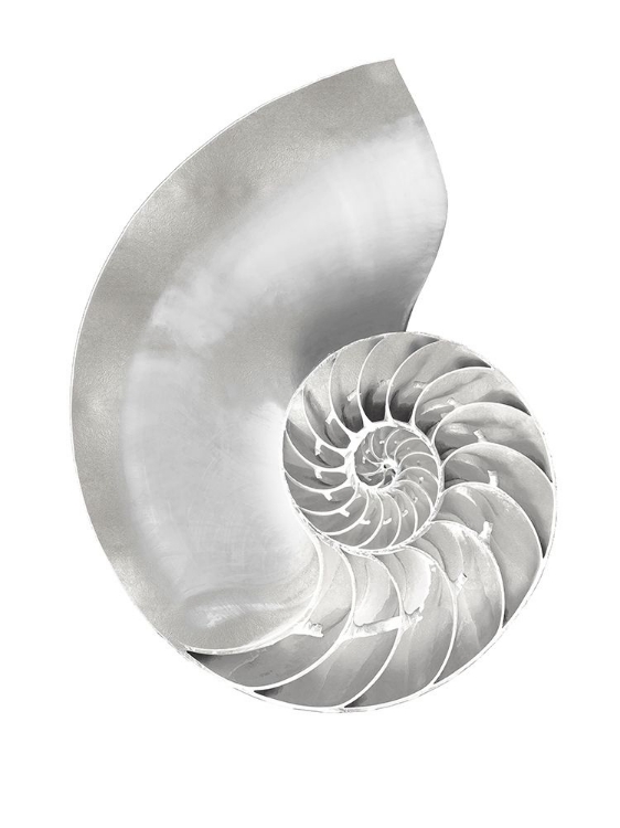 Picture of SILVER PEARL SHELL II