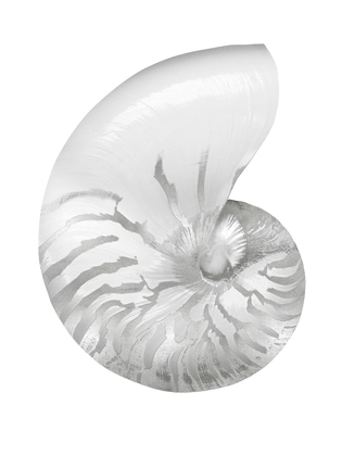 Picture of SILVER PEARL SHELL III