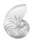 Picture of SILVER PEARL SHELL III