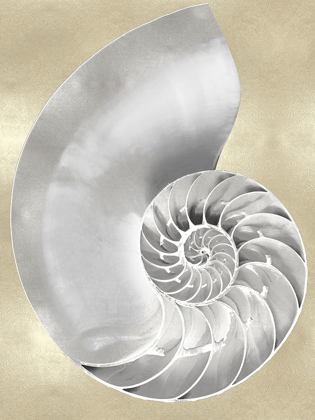 Picture of SILVER PEARL SHELL ON GOLD II