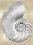 Picture of SILVER PEARL SHELL ON GOLD II