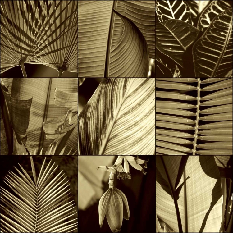 Picture of TROPICAL LEAVES I